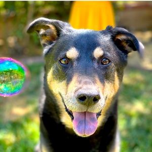 Meet your Posher, Nick